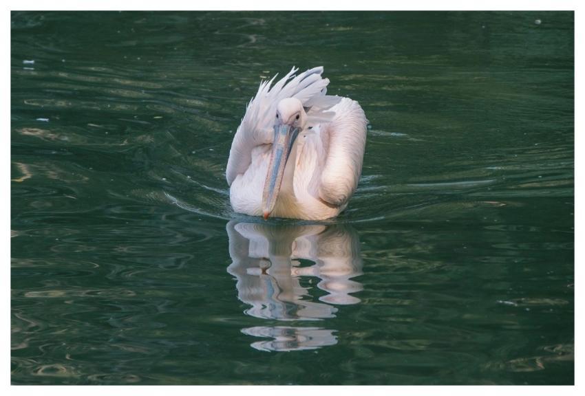 Pelican Bird Water Feathers