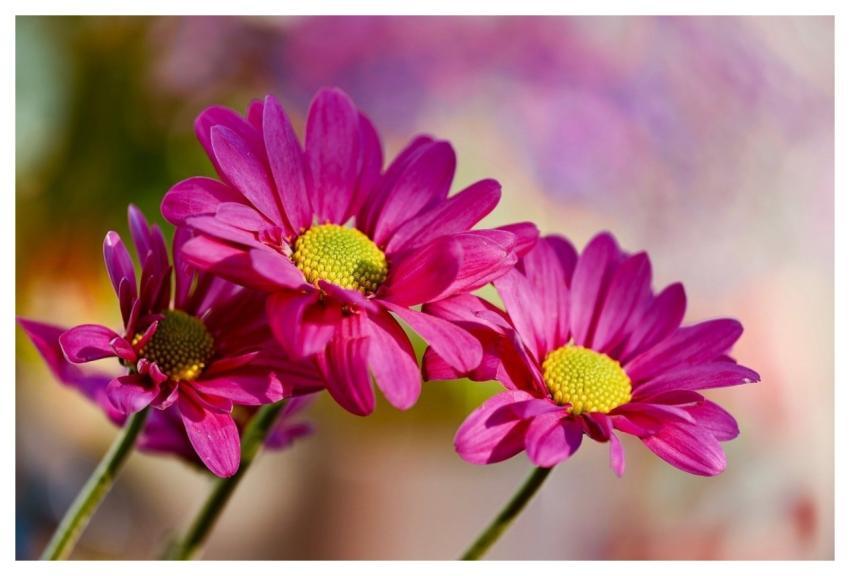 Daisy Wallpaper Hd Blooming Nature