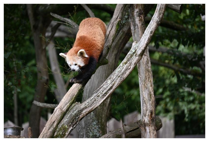 Red Panda Zoo Mammal Natural