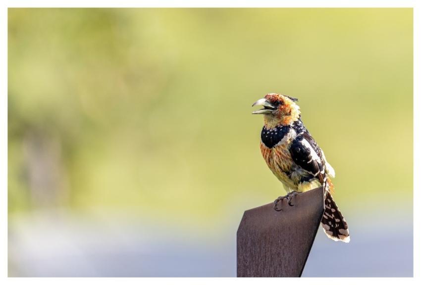 Crested Barbet Bird Nature Wildlife