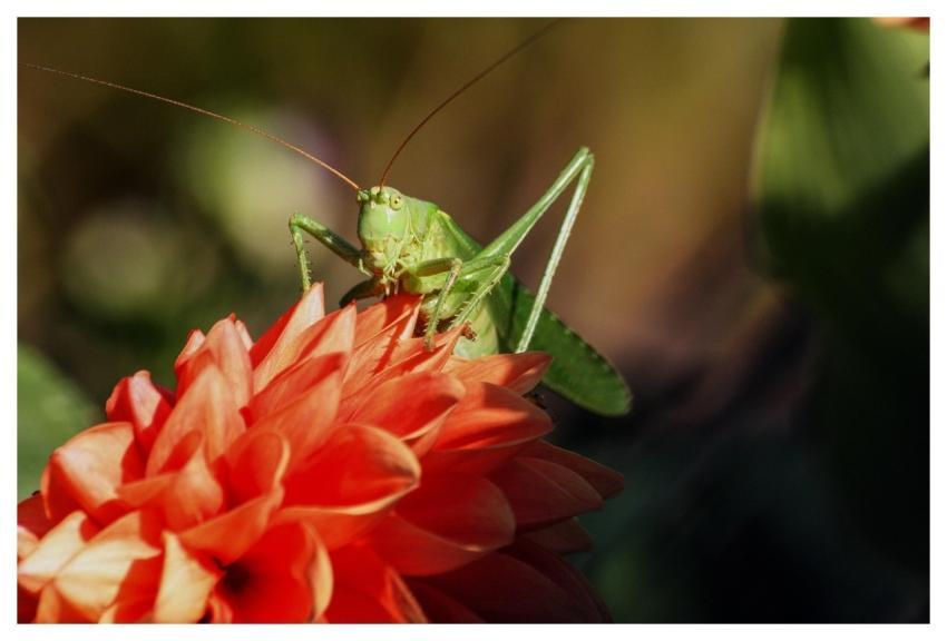 Grasshopper Insect Hay Horse Nature