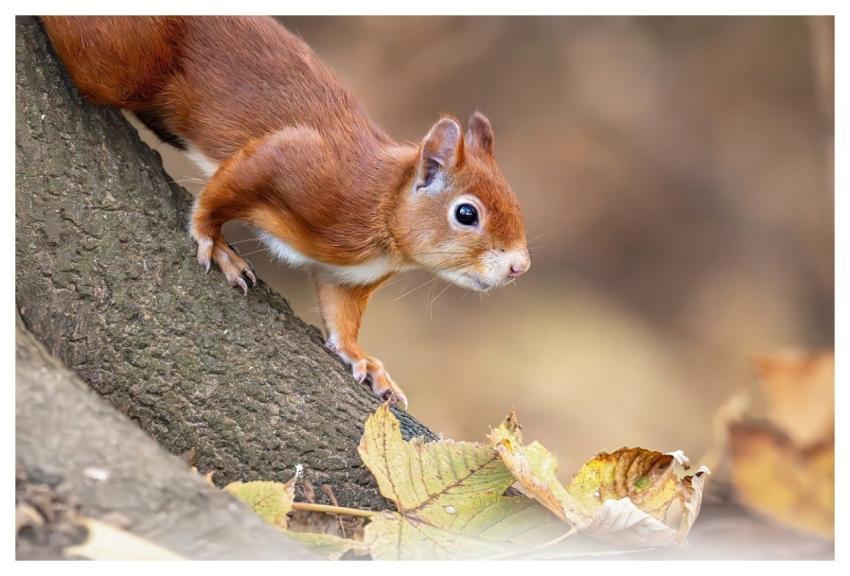 Red Squirrel Squirrel Rodent Wildlife