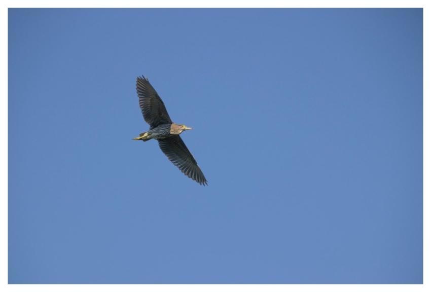 Heron Bird Blue Sky Wildlife