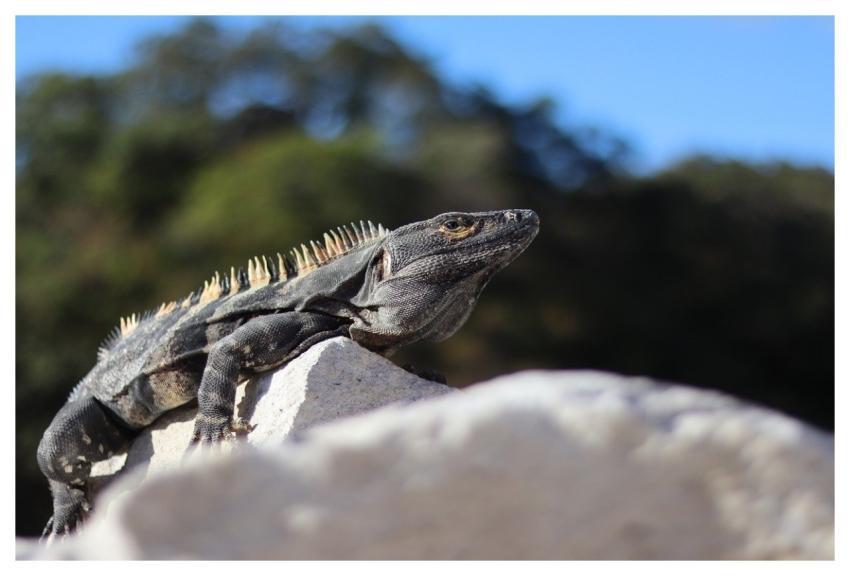 Iguana Reptile Lizard Animal