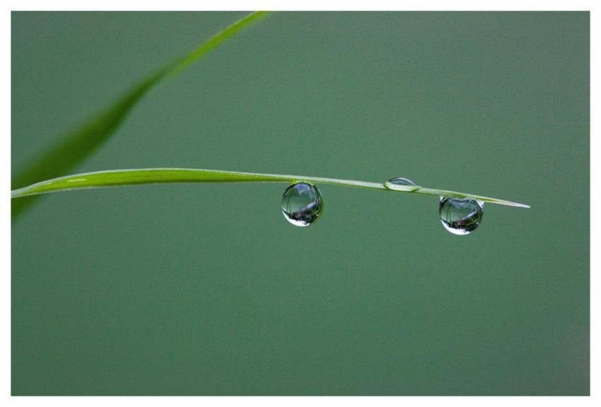 Dewdrop Trickle Liquid Water