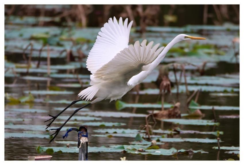 Natural Nature Bird Great Egret