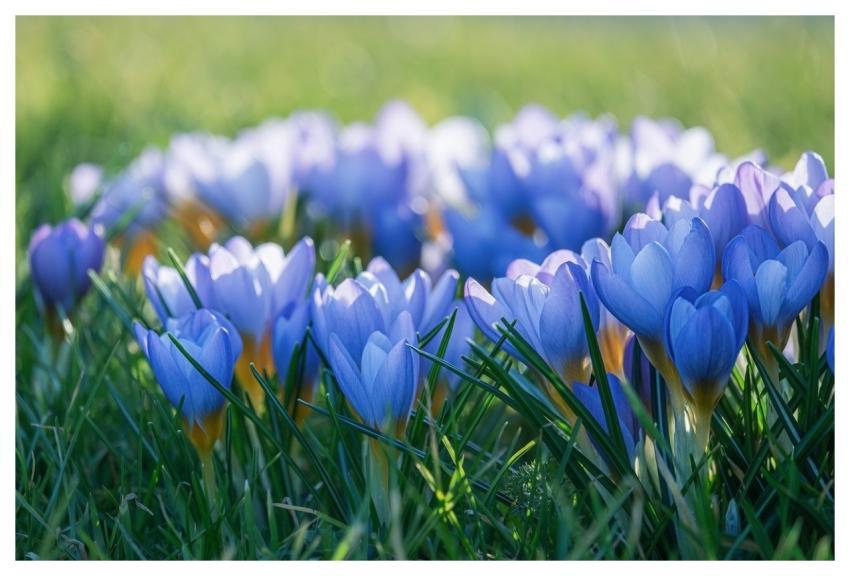 Crocus Violet Flower Background Blue