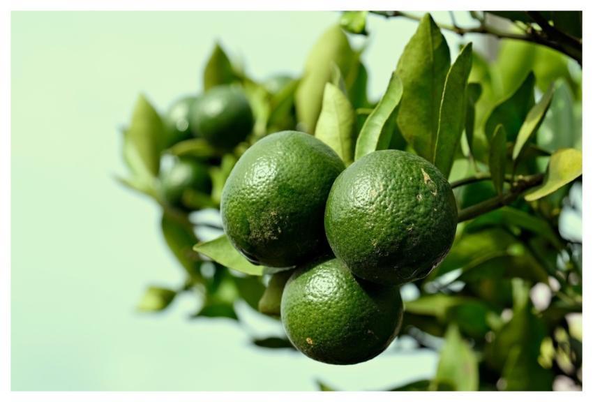 Lime Fruit Green Free Wallpaper