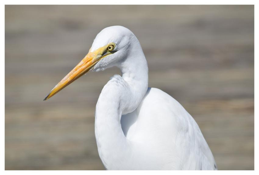 Egret Animal Wildlife Ocean