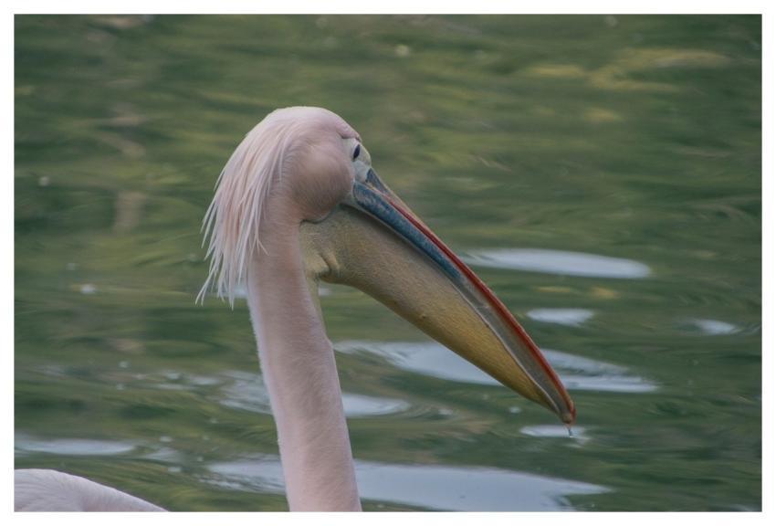 Pelican Bird Animal Plumage