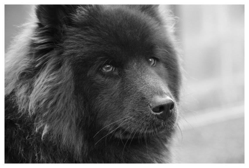 Eurasier Black Eurasier Eurasier Plou Animal