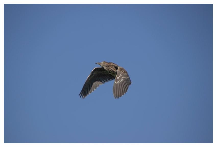 Bird Heron Wildlife Ornithology