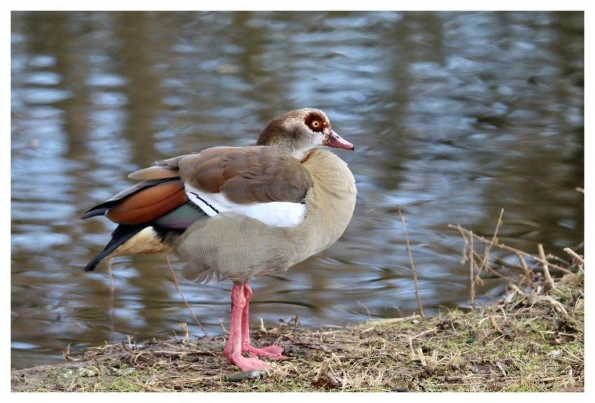 Egyptian Goose Wild Goose Water Bird Feathers