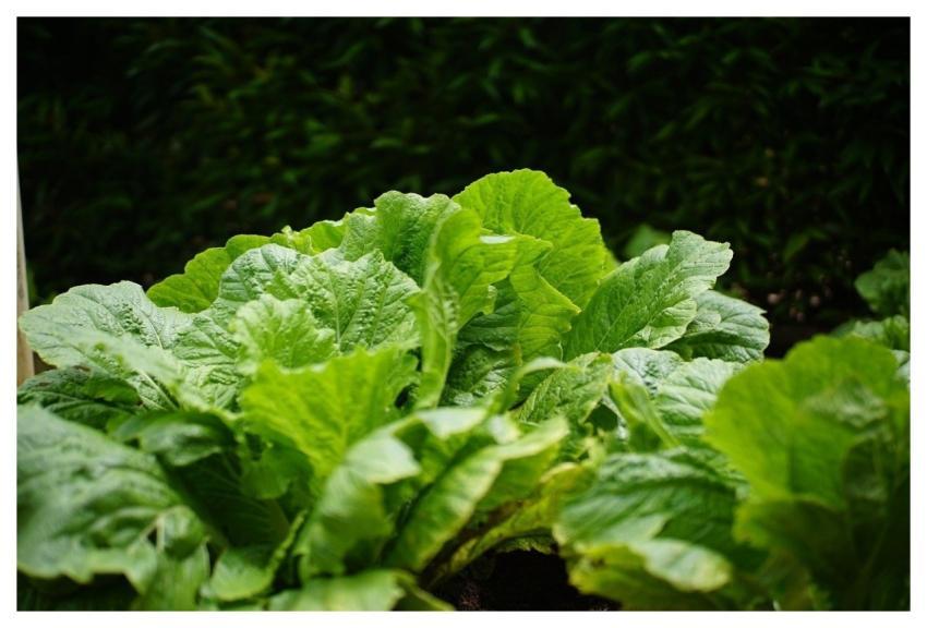 Cabbage Green Leaves Vegetable