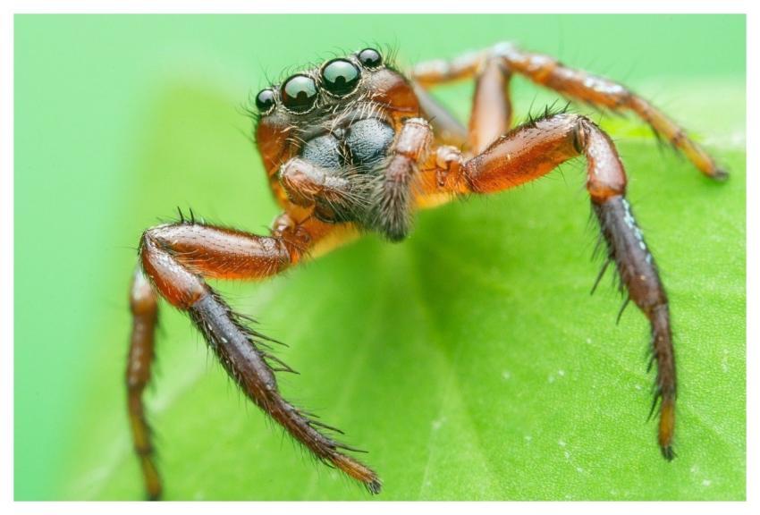 Animal Wildlife Nature Spider