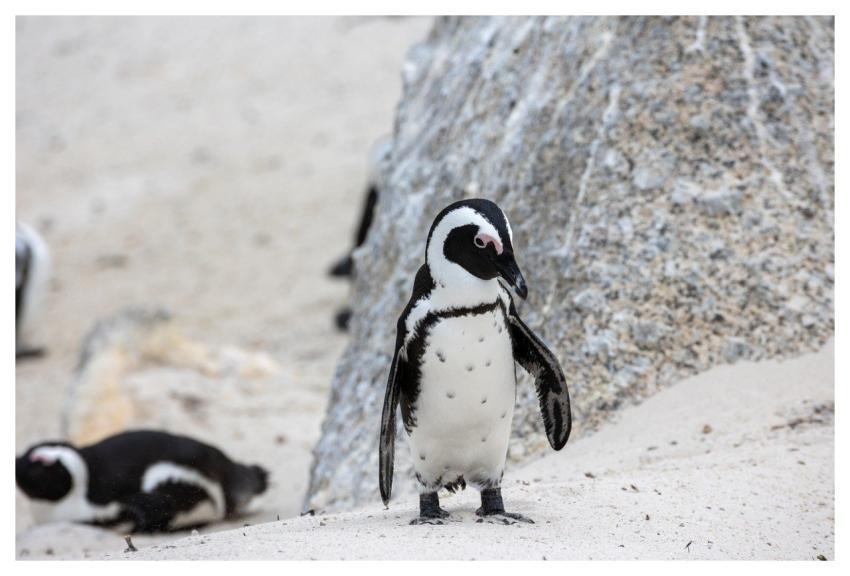 Penguin Boulders Beach Beach Rock