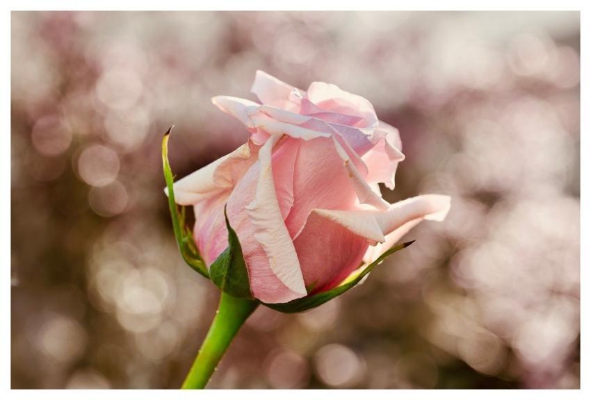 Rose Flower Petals Nature