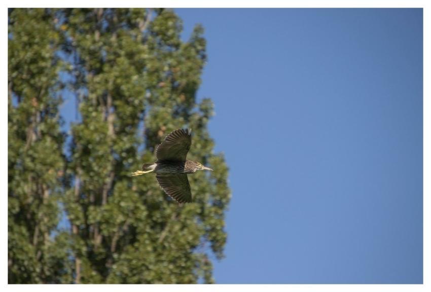 Heron Nature Bird Wildlife