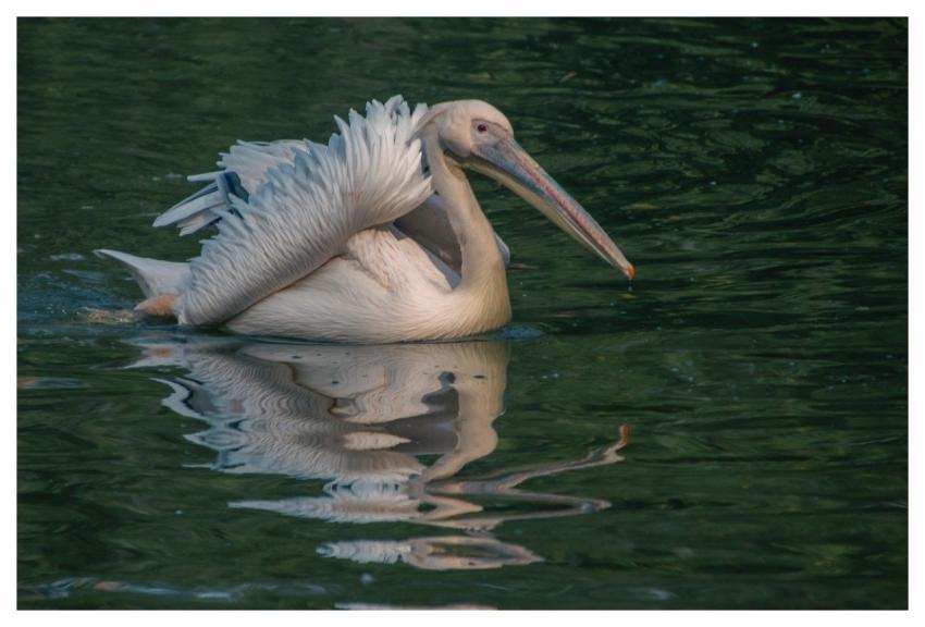 Pelican Bird Animal Beak
