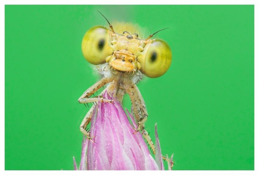 Animal Nature Wildlife Head