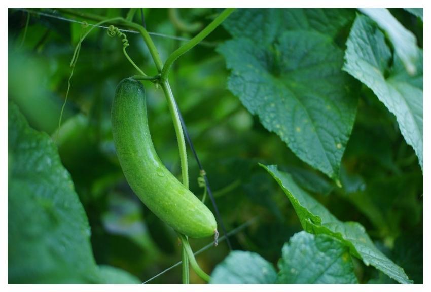 Cucumber Vine Green Plant