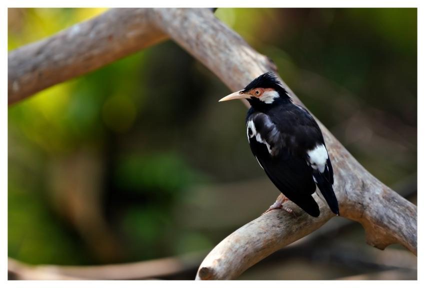 Bird Myna Wildlife Avian