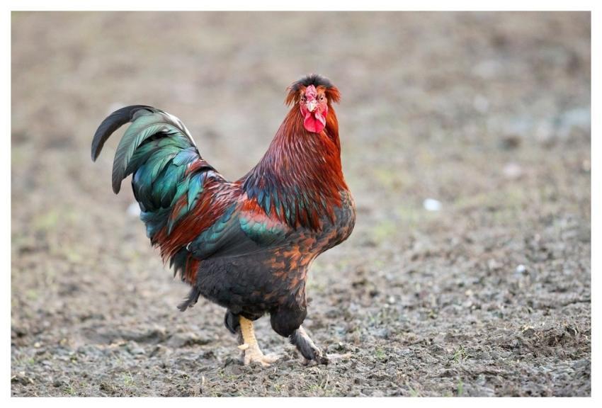 Haan Chicken Bird Poultry