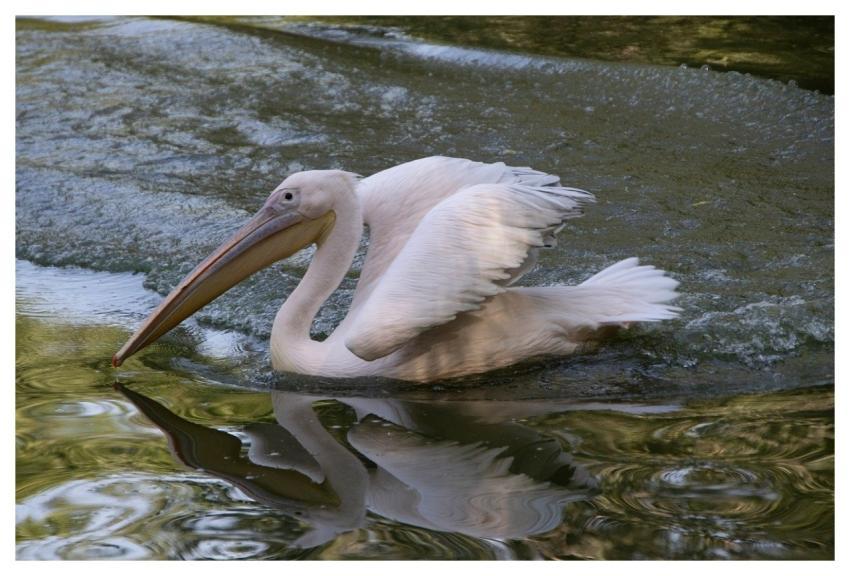 Pelican Bird Waterbird Beak