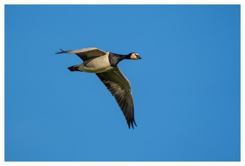Bird Nature Wildlife Plumage
