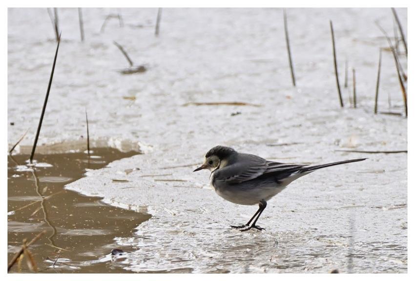 Wagtail Bird Ice Winter