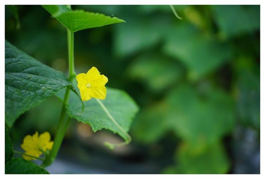 Flower Yellow Cucumber Vine