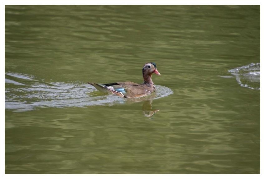 Duck Bird Waterfowl Wildlife