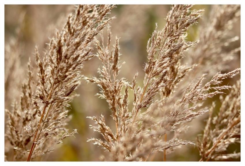 Grass Spikes Dry Autumn
