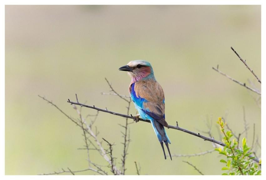 Bird Nature Wildlife Lilac