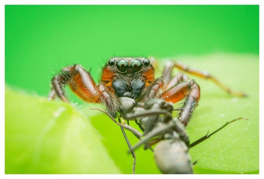 Animal Wildlife Nature Spider