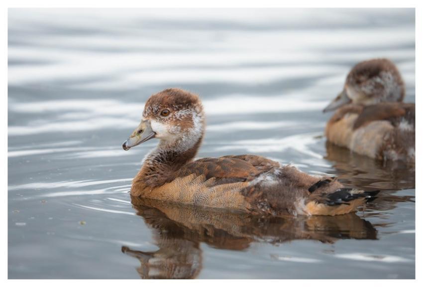 Nature Egyptian Goose Chicks Feathers