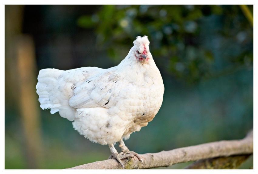 Chicken Them Poultry Bird