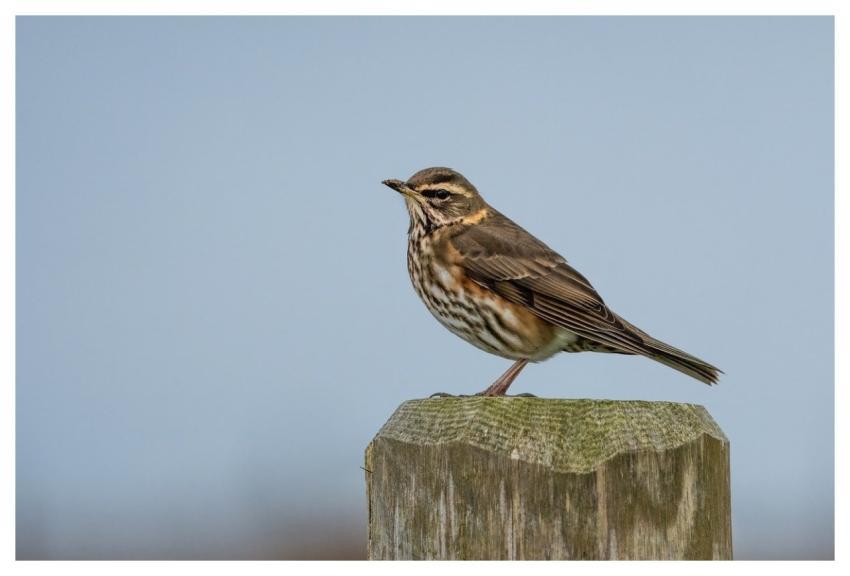 Bird Nature Wildlife Plumage