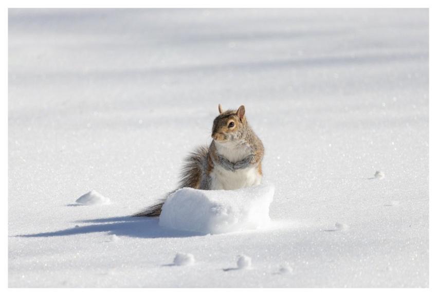 Backyard Photography Nature Photography Wildlife P