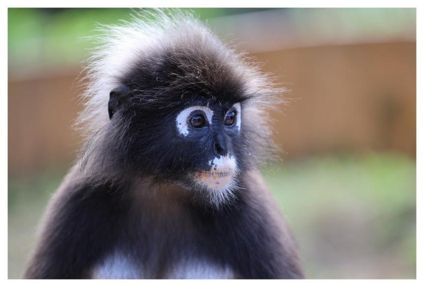 Malaysia Langkawi Monkey Langur