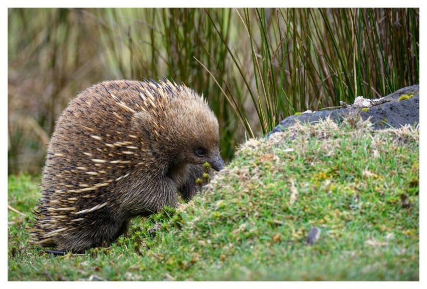 Echidna Short-Beaked Echidna Monotreme Mammal