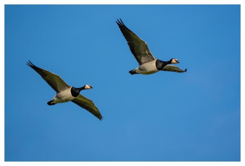 Bird Nature Wildlife Plumage
