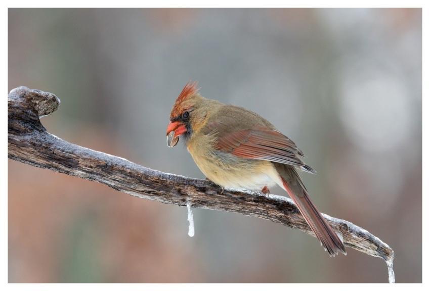 Cardinal Nature Ice Winter