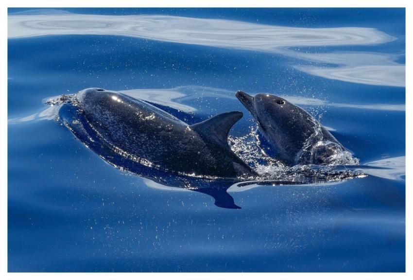 Pop Up Two Dolphins Sunlight