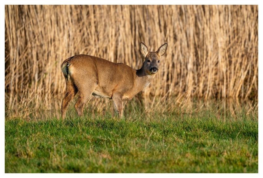 Deer Nature Wildlife Animal