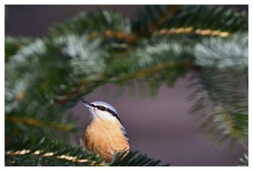 Bird Nuthatch Perched Branch