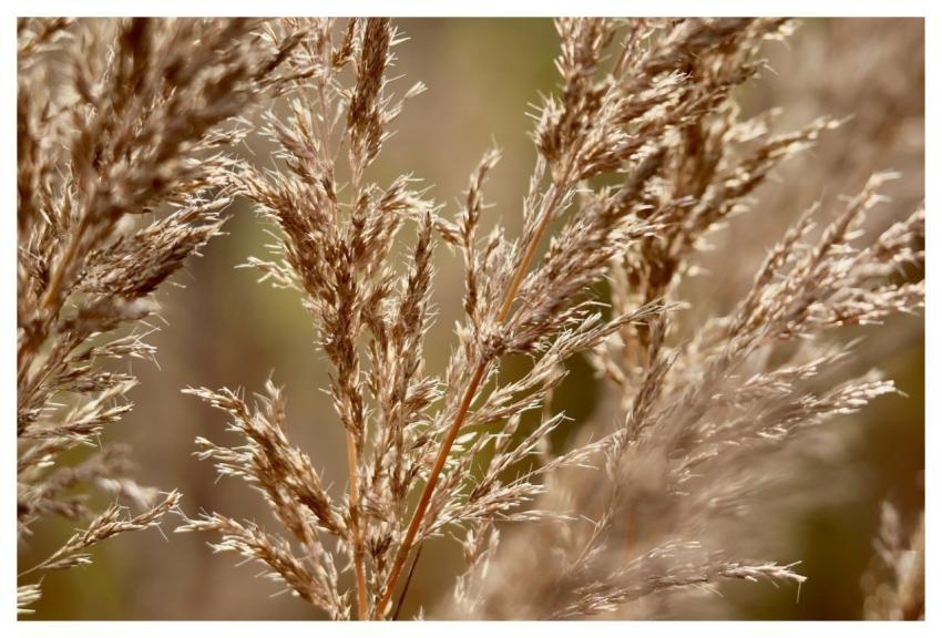 Grasses 4K Wallpaper Free Wallpaper Mac Wallpaper
