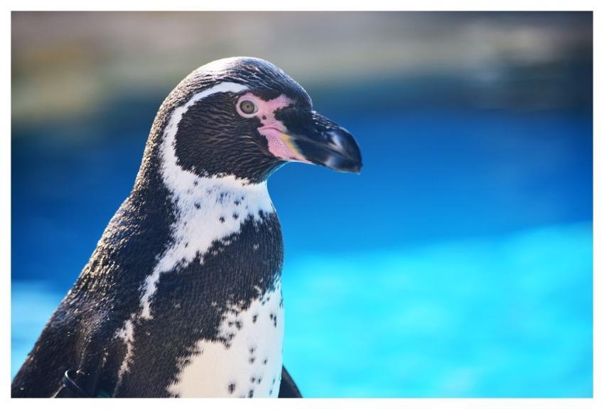 Penguin Animal Aquarium Water
