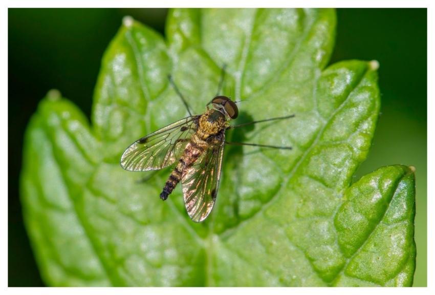 Nature Animal Big Blurry