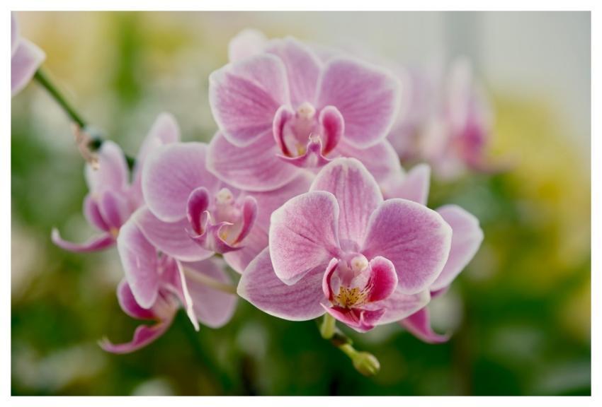 Orchid Nature Flower Bloom